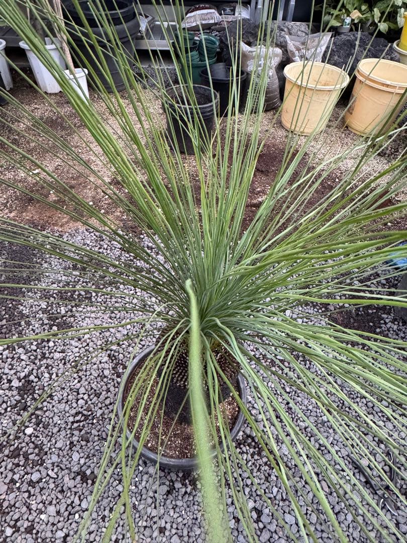 クサントロエア　グラウカ　ブラックボーイ