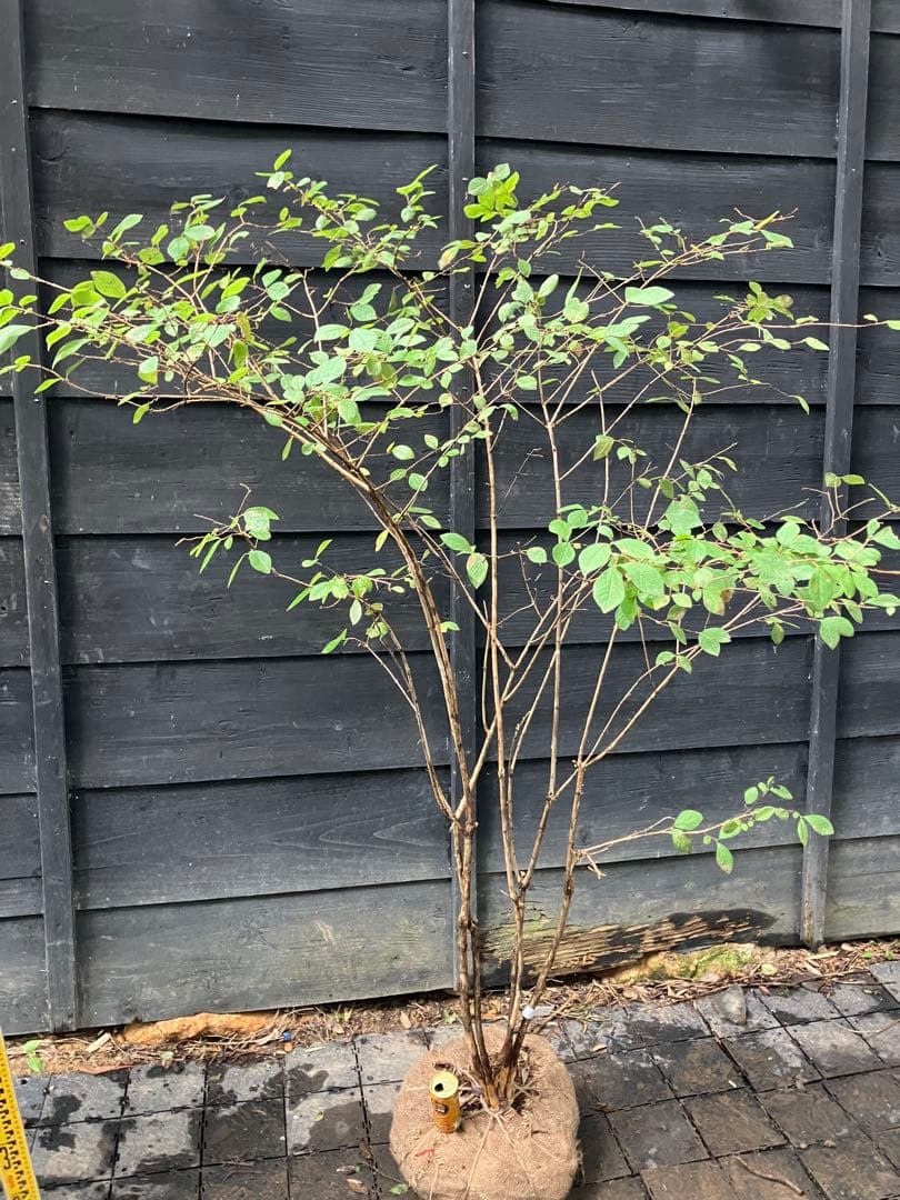 70 山採り　ウグイスカグラ