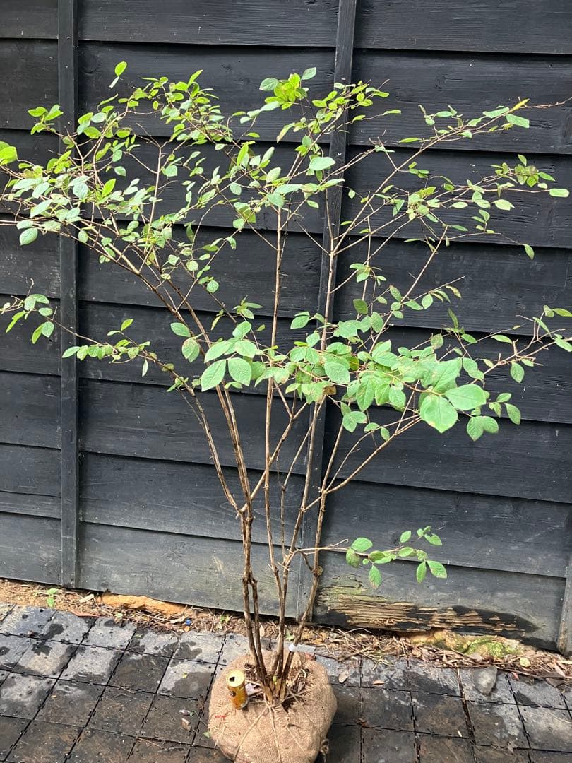 70 山採り　ウグイスカグラ