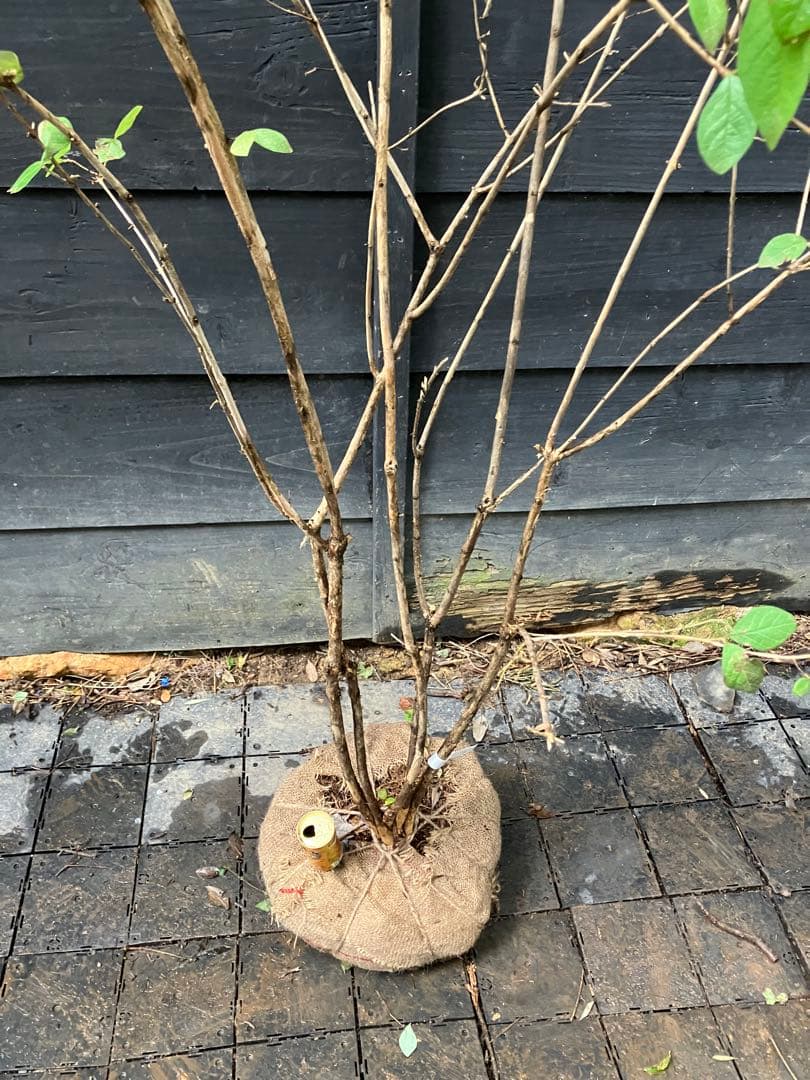 70 山採り　ウグイスカグラ