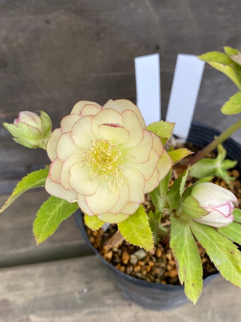 ア*※様 プリマヴェーラ×グロッシー　加藤農園