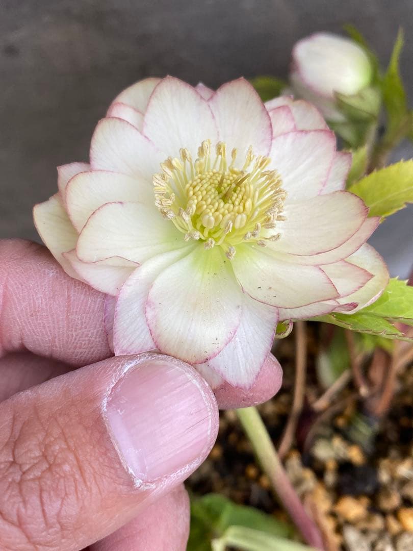 ア*※様 プリマヴェーラ×グロッシー　加藤農園