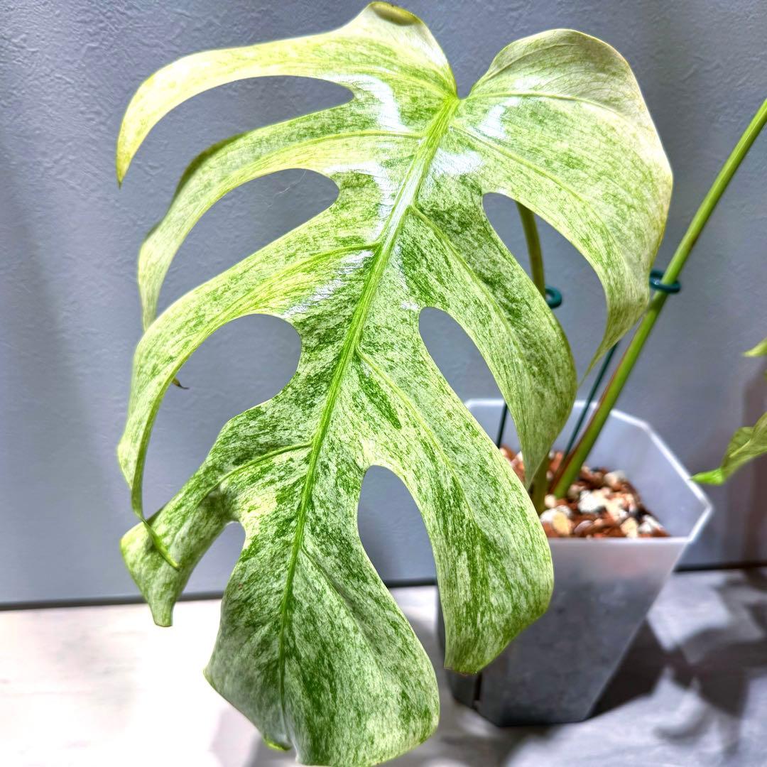 ワ*ル様 モンステラ フルミント Monstera Full Mint 斑入り