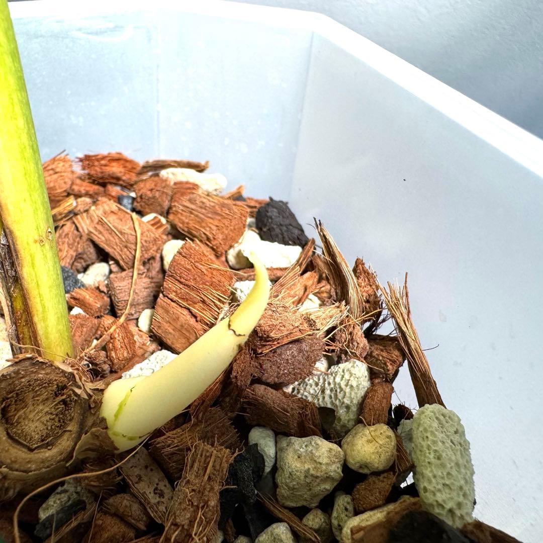 ワ*ル様 モンステラ フルミント Monstera Full Mint 斑入り