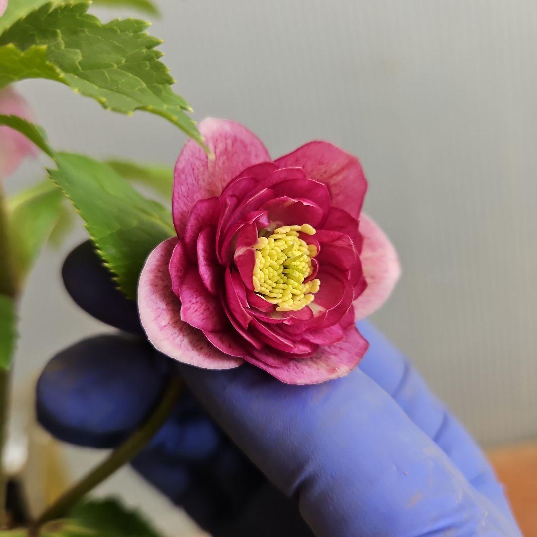 ㉖-281クリスマスローズ