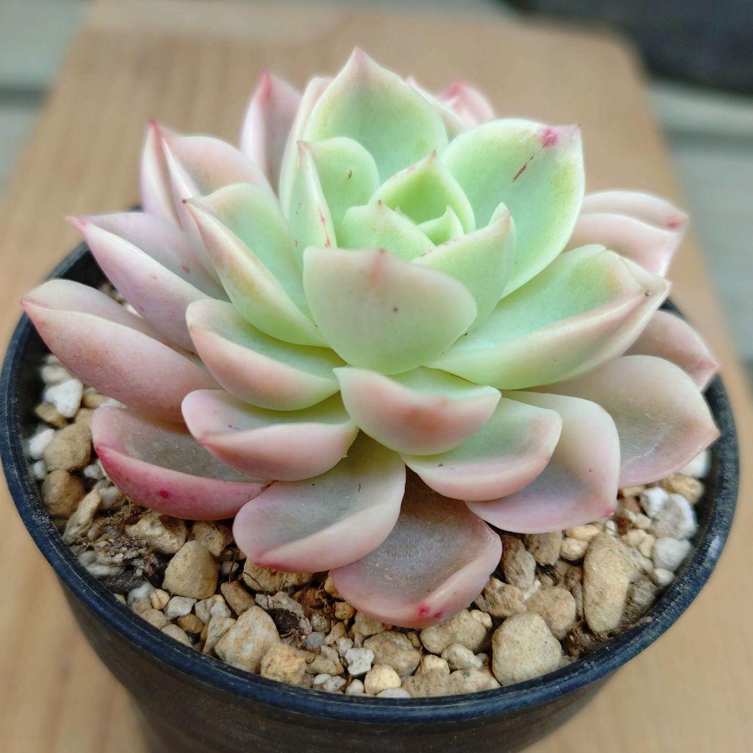 メローイエロー錦　覆輪斑　希少　カット苗　多肉植物　ゆうパケットプラス発送