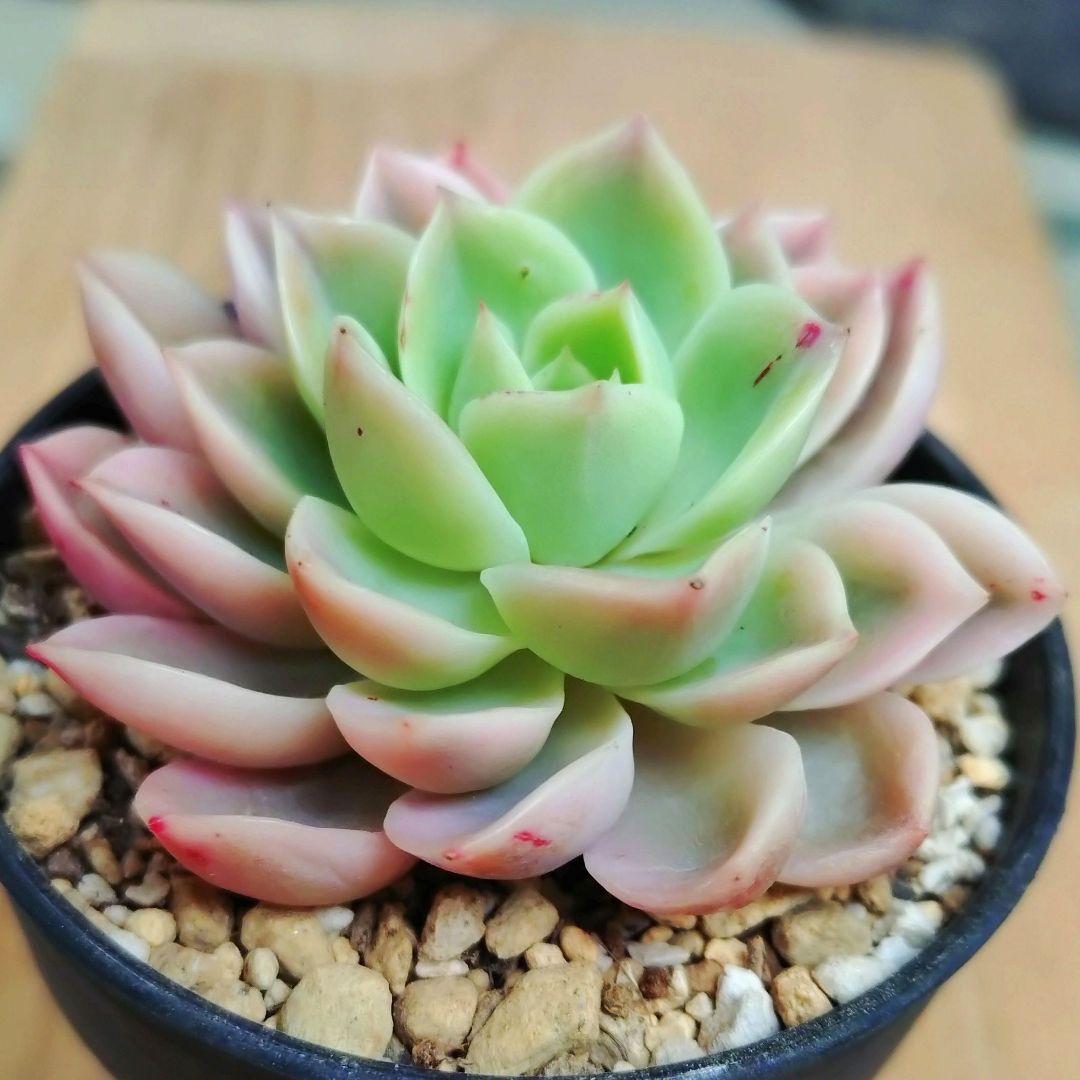 メローイエロー錦　覆輪斑　希少　カット苗　多肉植物　ゆうパケットプラス発送