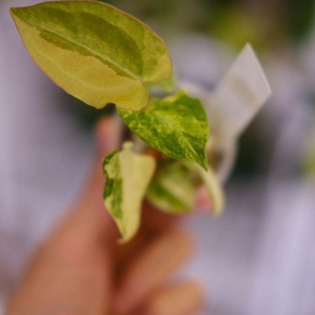 Anthurium Yellow Bell × Red Chocolate