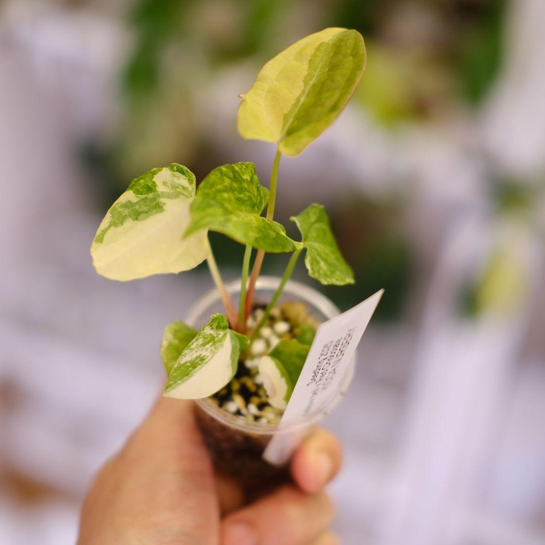 Anthurium Yellow Bell × Red Chocolate