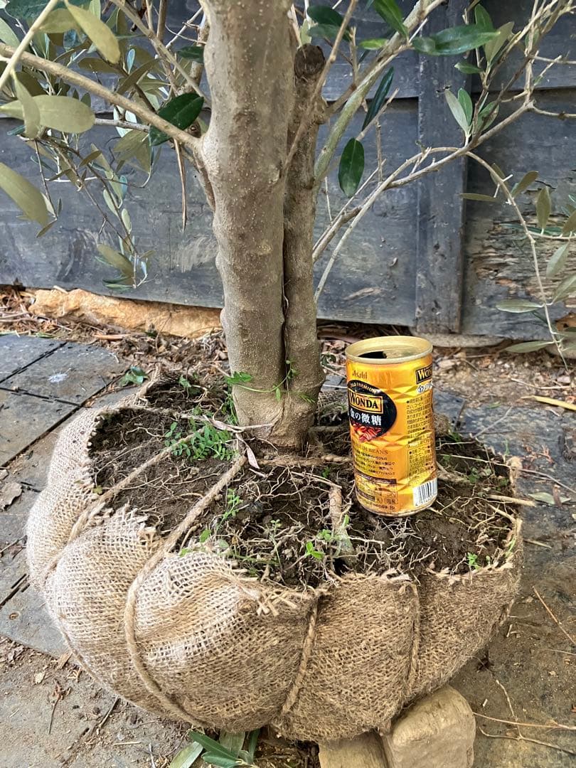 オリーブの木　ミッション