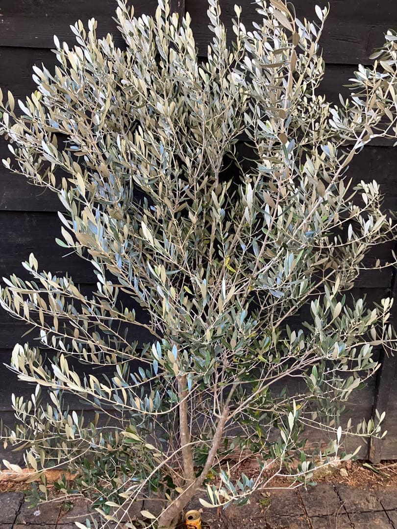 オリーブの木　ミッション