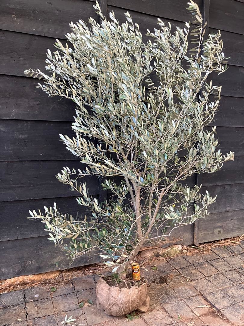 オリーブの木　ミッション