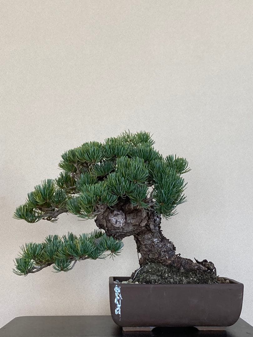 値下げ 早い者勝ち 盆栽 中品 五葉松 極太