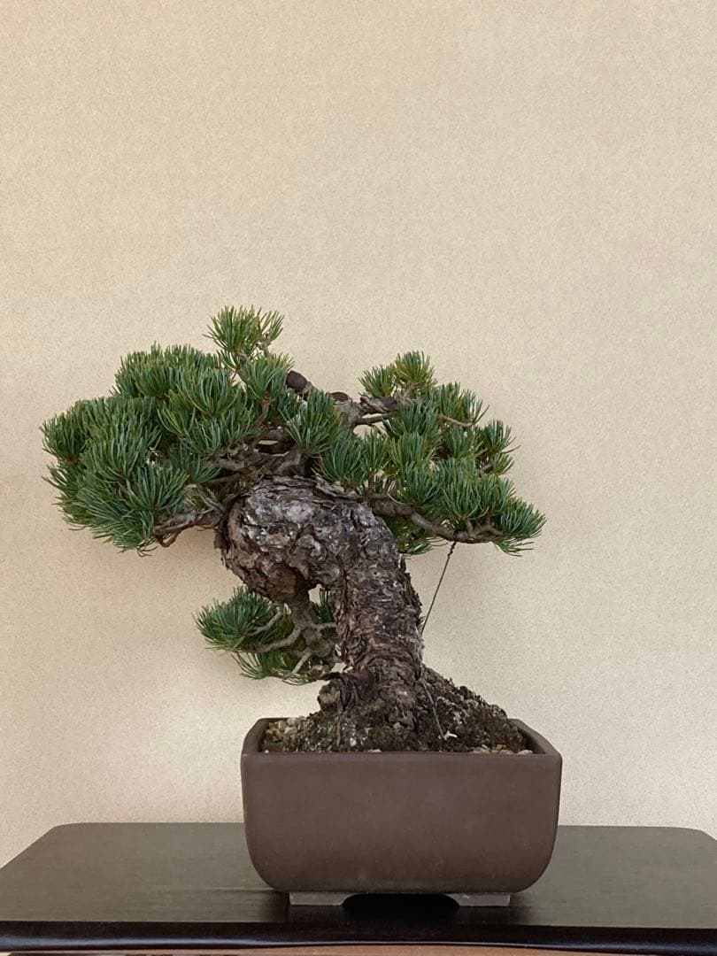 値下げ 早い者勝ち 盆栽 中品 五葉松 極太