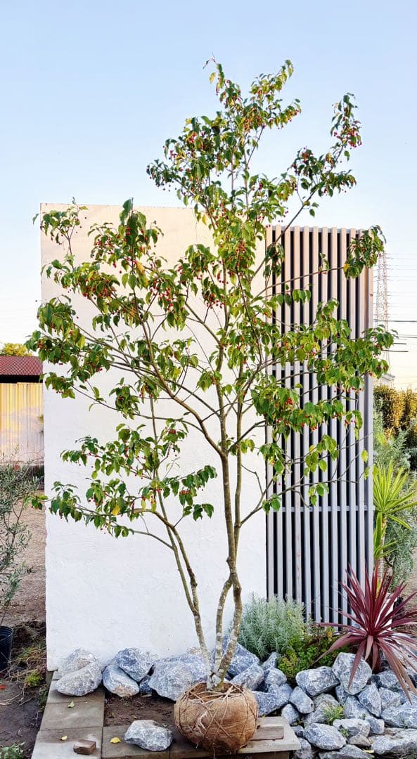 希少。山採りソヨゴ雌株3.2M(鉢底から)