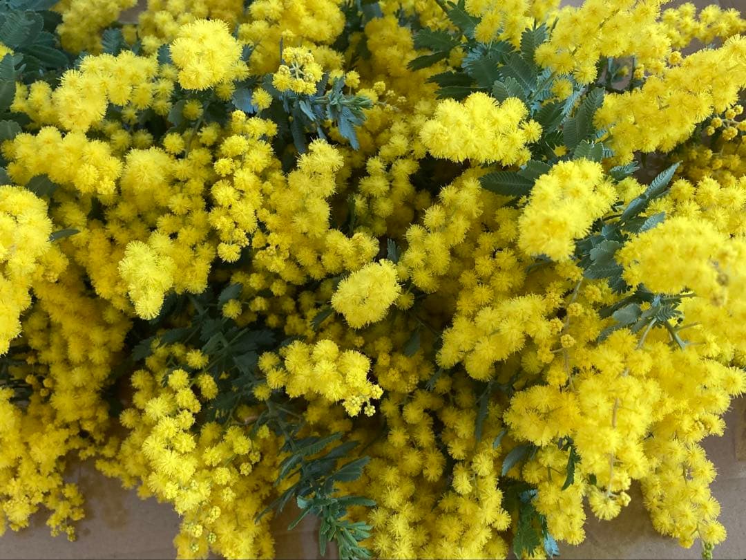 m_flower② ミモザ　保水有り　100サイズ発送　生花　切り花