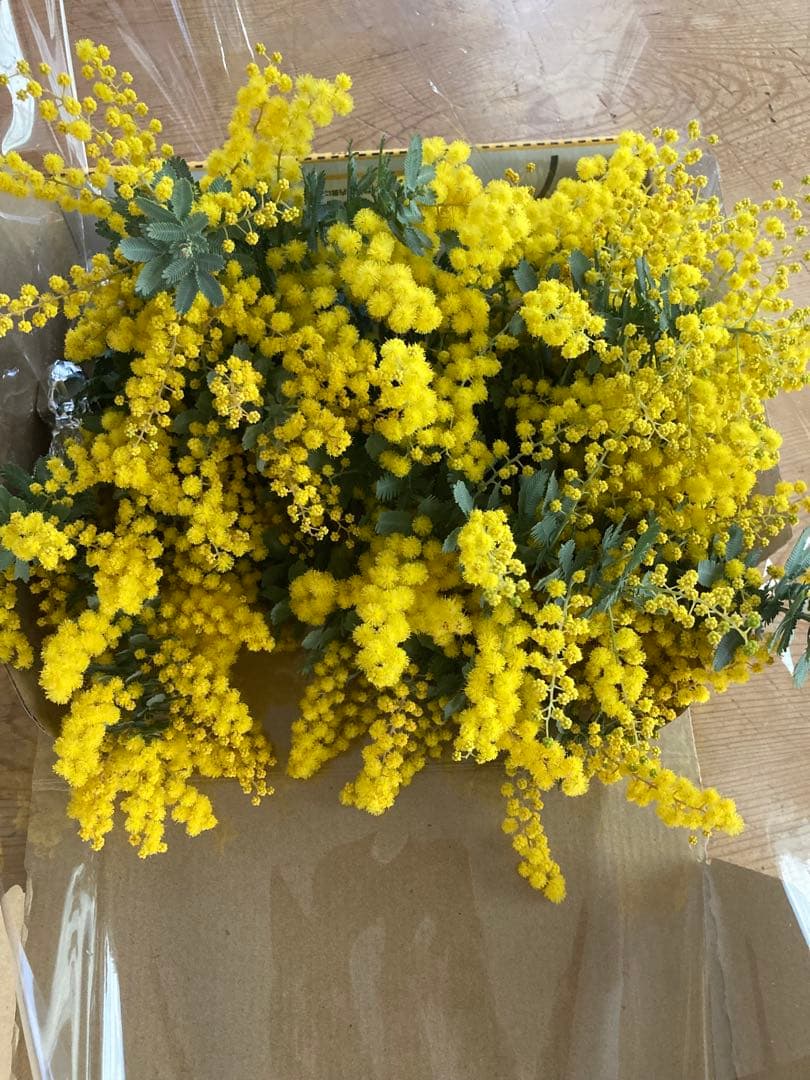 m_flower② ミモザ　保水有り　100サイズ発送　生花　切り花