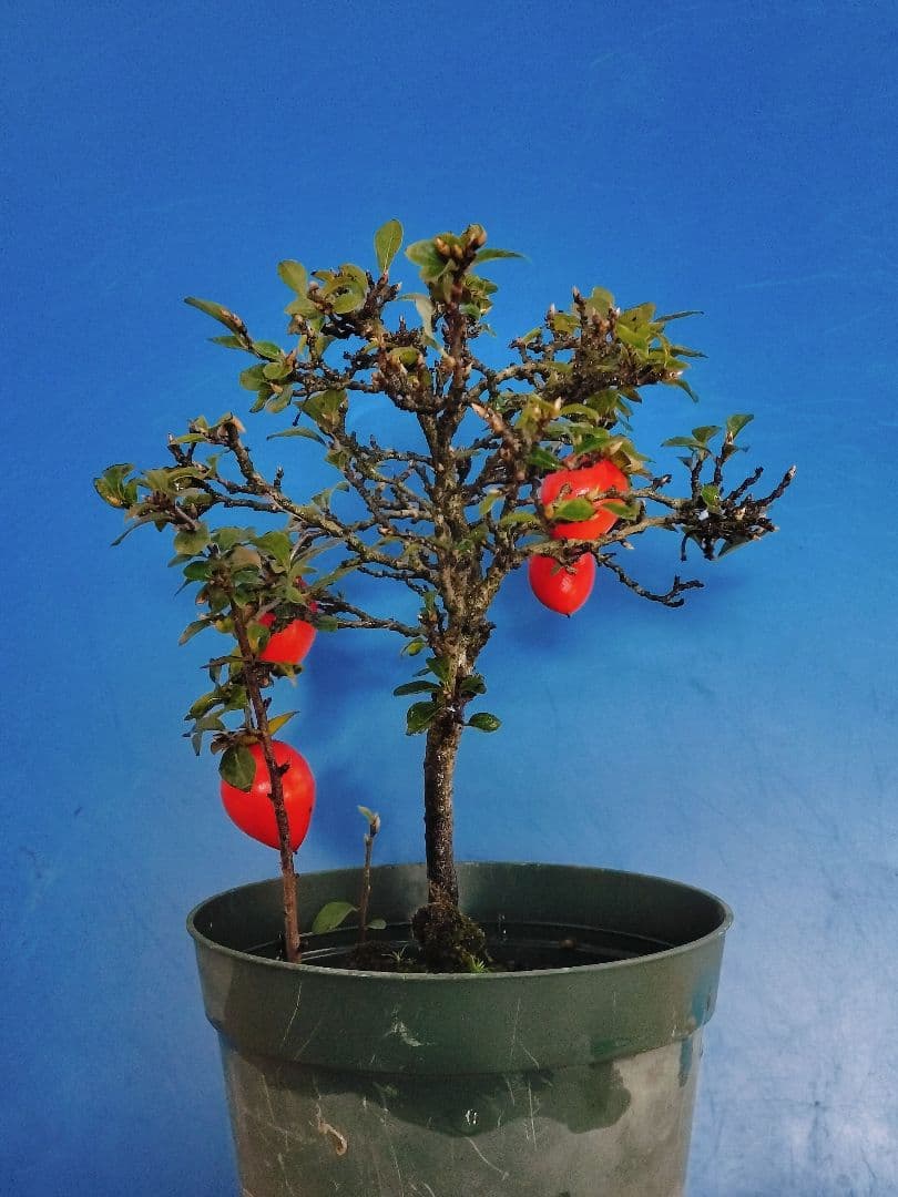 ✿シグナル✿ 老爺柿 メス木 盆栽 観賞用 (E)(G)