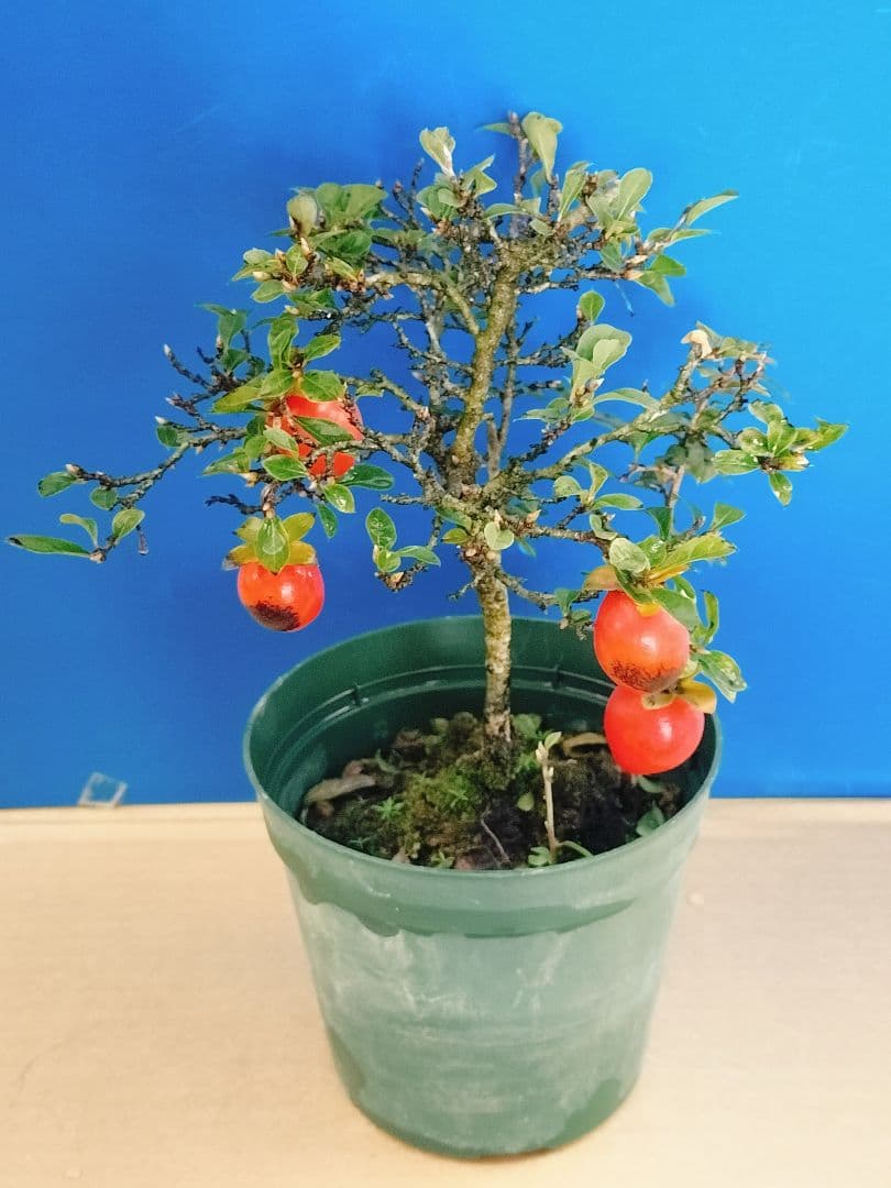 ✿シグナル✿ 老爺柿 メス木 盆栽 観賞用 (E)(G)