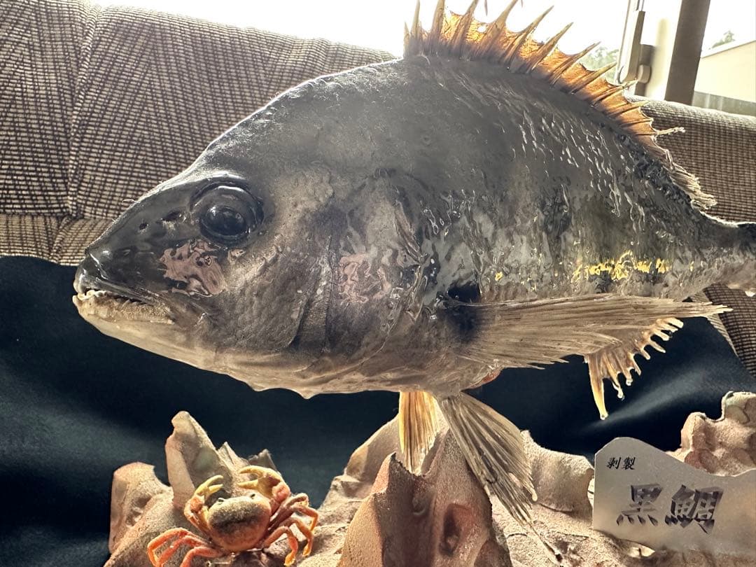 【激レア・適品】チヌ（黒鯛）剥製