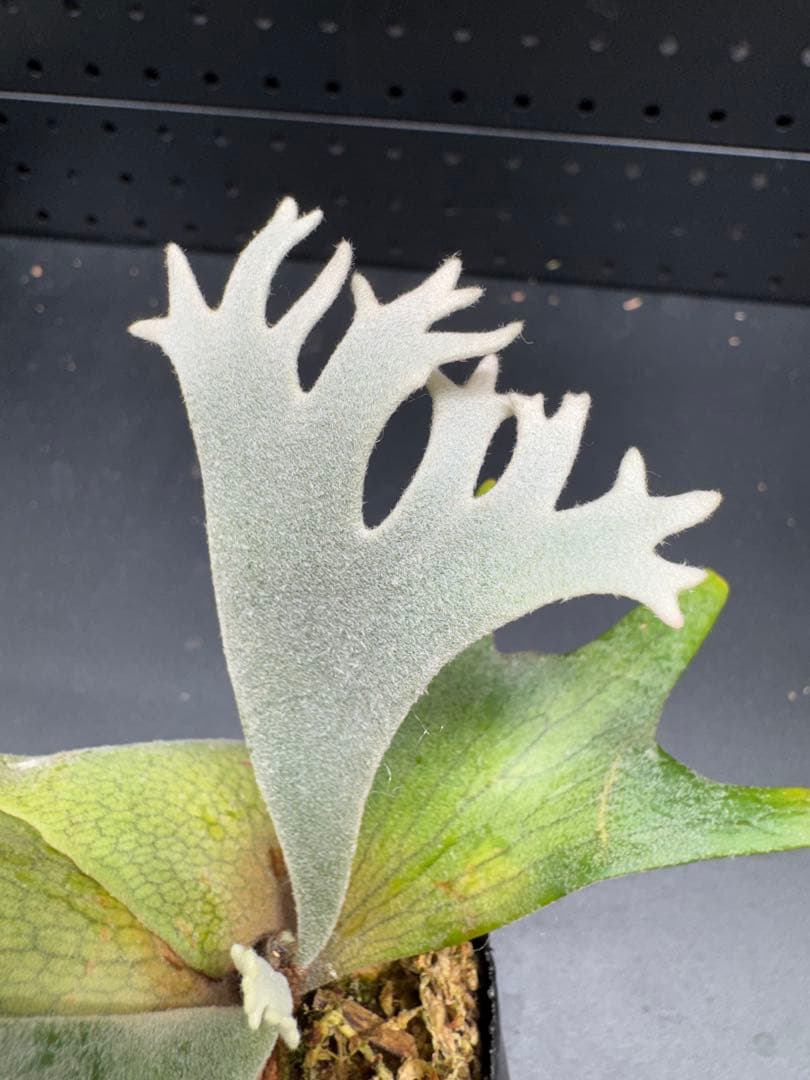 【平凡之鹿】YMDS Totoro HHRナーセリータグ付け #079