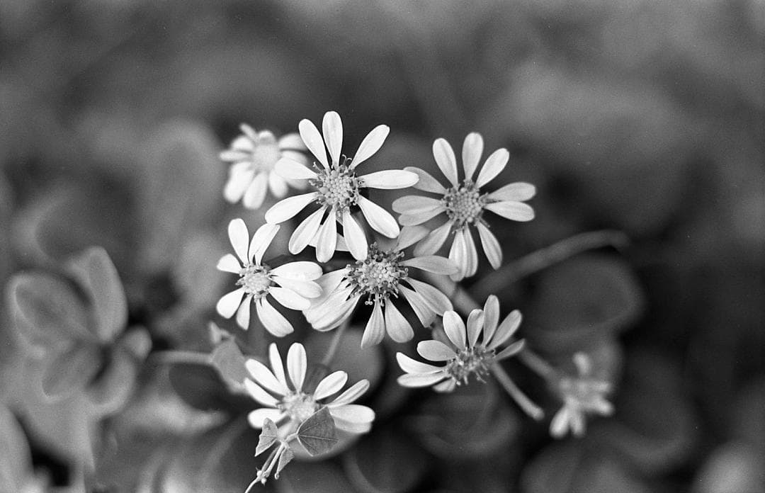 整備済完動　PENTAX SP黒＋Super-Takumar 55mm F1.8