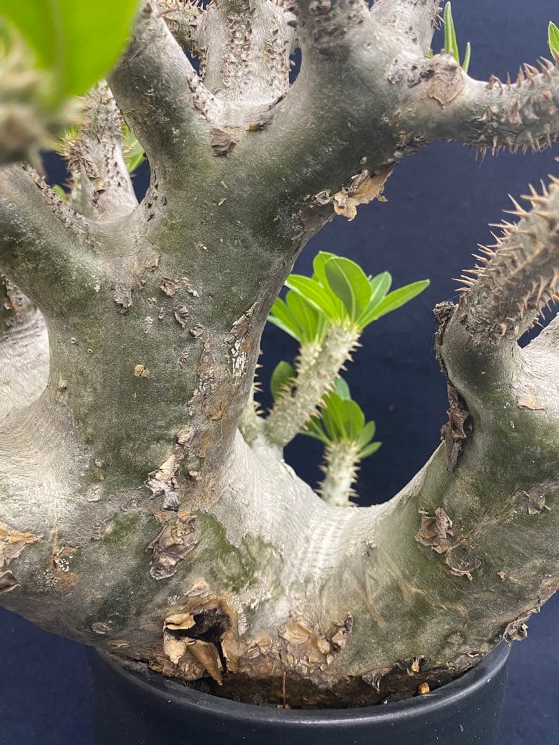 パキポディウム・ホロンベンセ