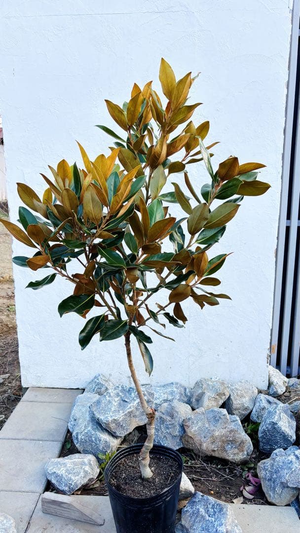 ※まさ 美形。リトルジェム1.4M(鉢底から)花芽付き☆