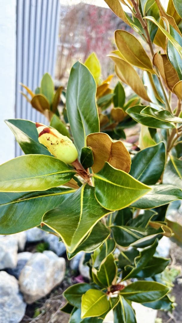 ※まさ 美形。リトルジェム1.4M(鉢底から)花芽付き☆