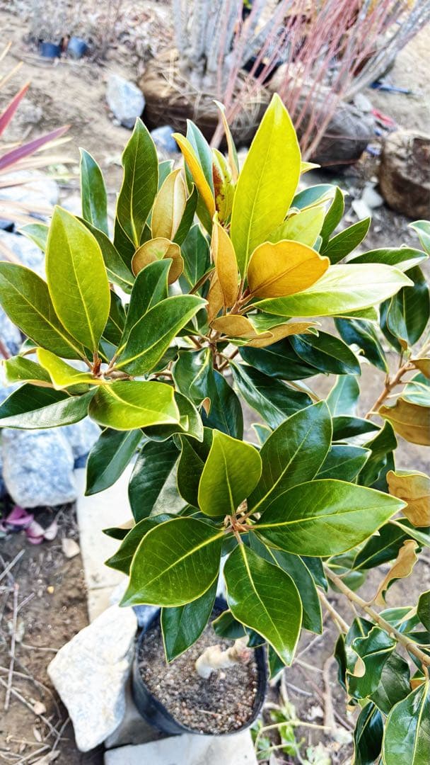 ※まさ 美形。リトルジェム1.4M(鉢底から)花芽付き☆