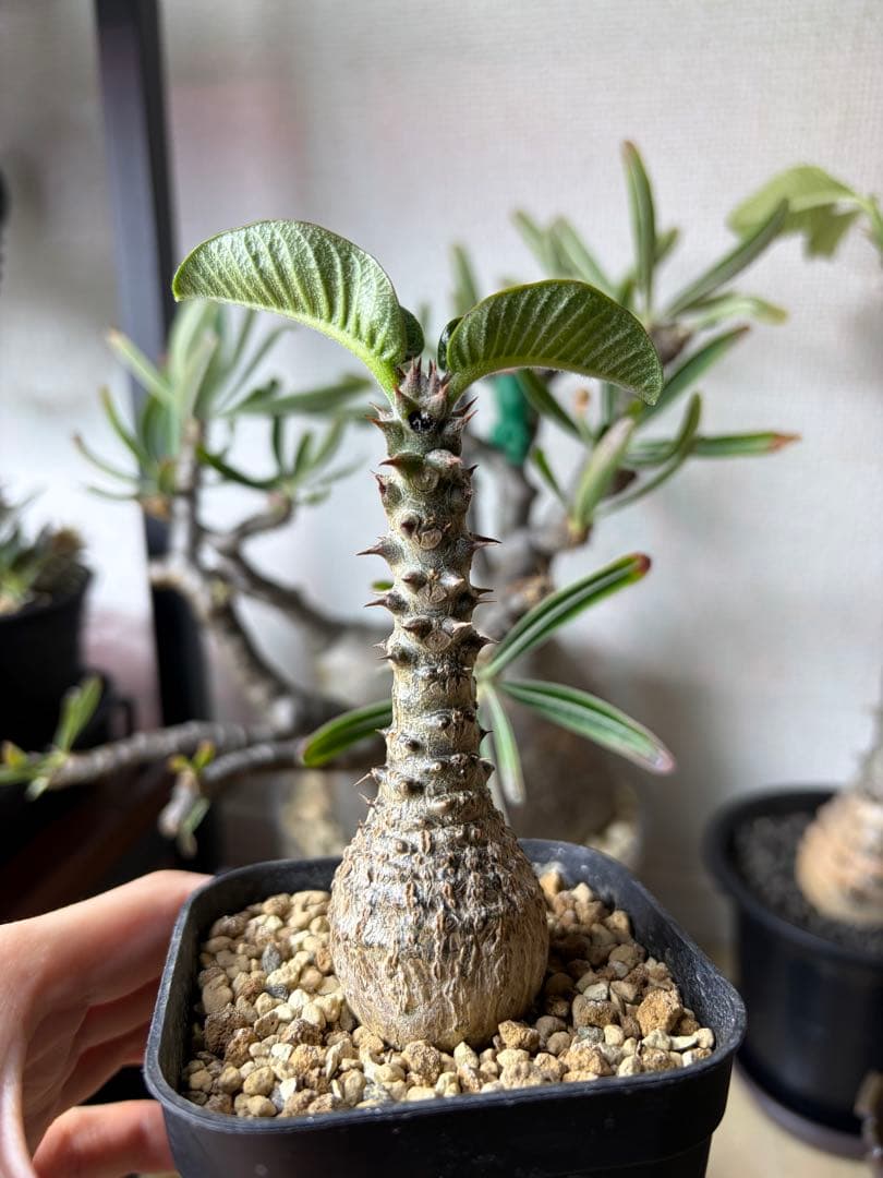 パキポディウムウィンゾリー Pachypodium windsorii 実生