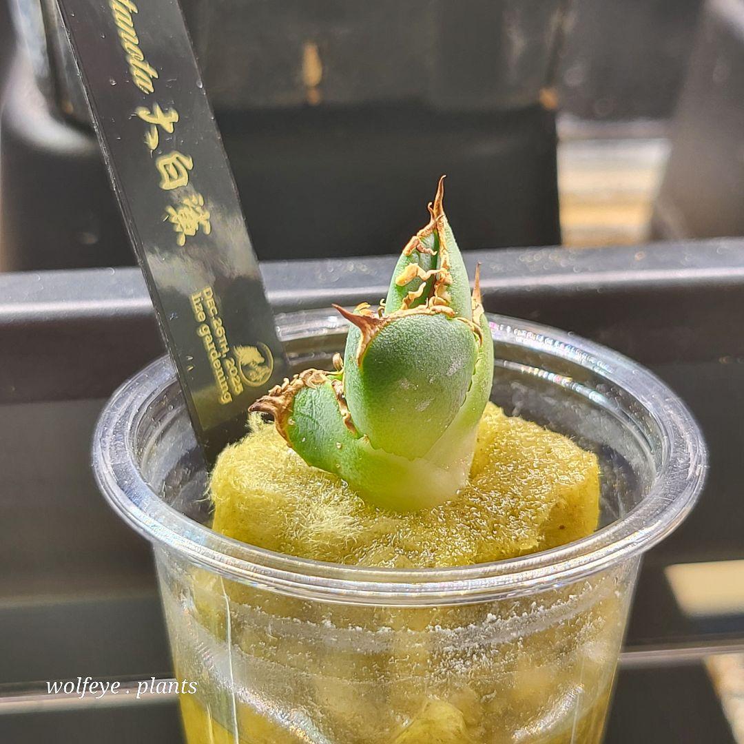 アガベ チタノタ 大白鯊 PUP ホホジロザメ lize産