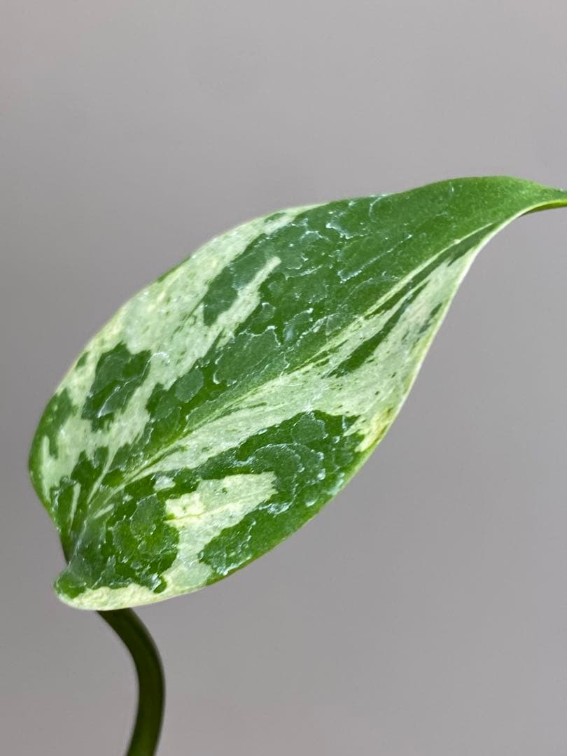 ご*ん様 【全葉斑入り‼️】モンステラ　デリシオーサ　バルバソー　フシギダネ/