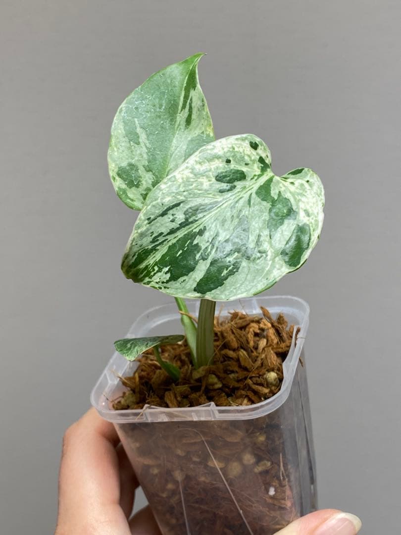 ご*ん様 【全葉斑入り‼️】モンステラ　デリシオーサ　バルバソー　フシギダネ/