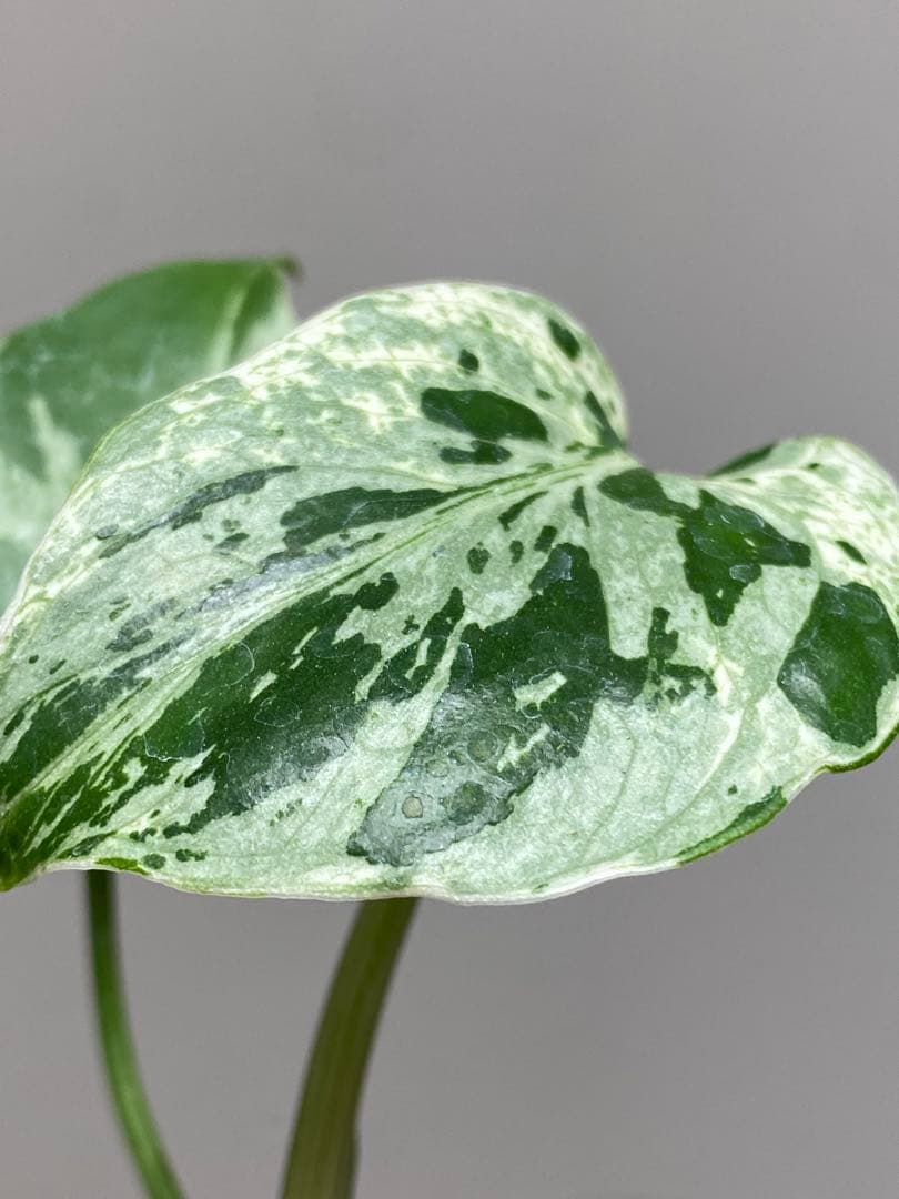 ご*ん様 【全葉斑入り‼️】モンステラ　デリシオーサ　バルバソー　フシギダネ/