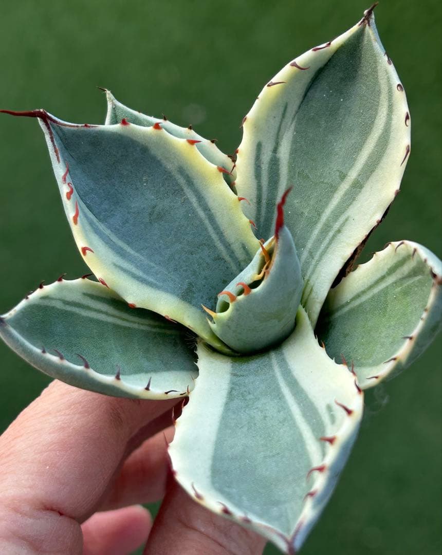 激レア最高級株！発根済み！オリザバ①極上株！アガベ　根付き