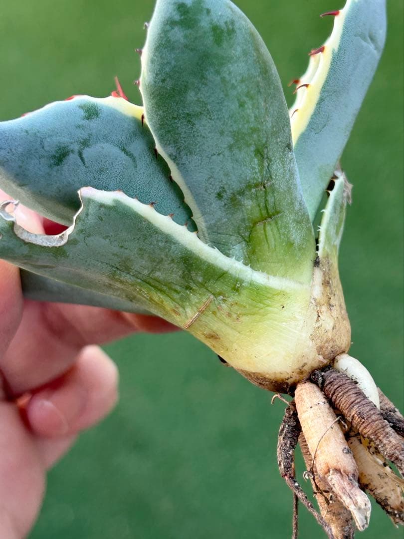 激レア最高級株！発根済み！オリザバ①極上株！アガベ　根付き