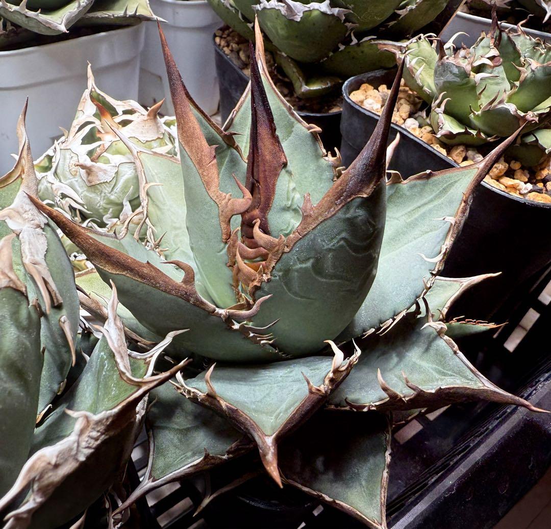 【選抜】アガベ オテロイ実生 検）チタノタ オアハカ