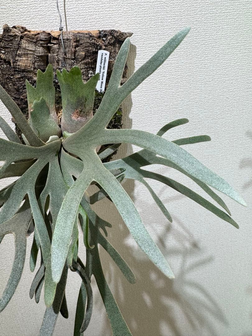 willinckii yellowmoondwarfspore ポスター付き