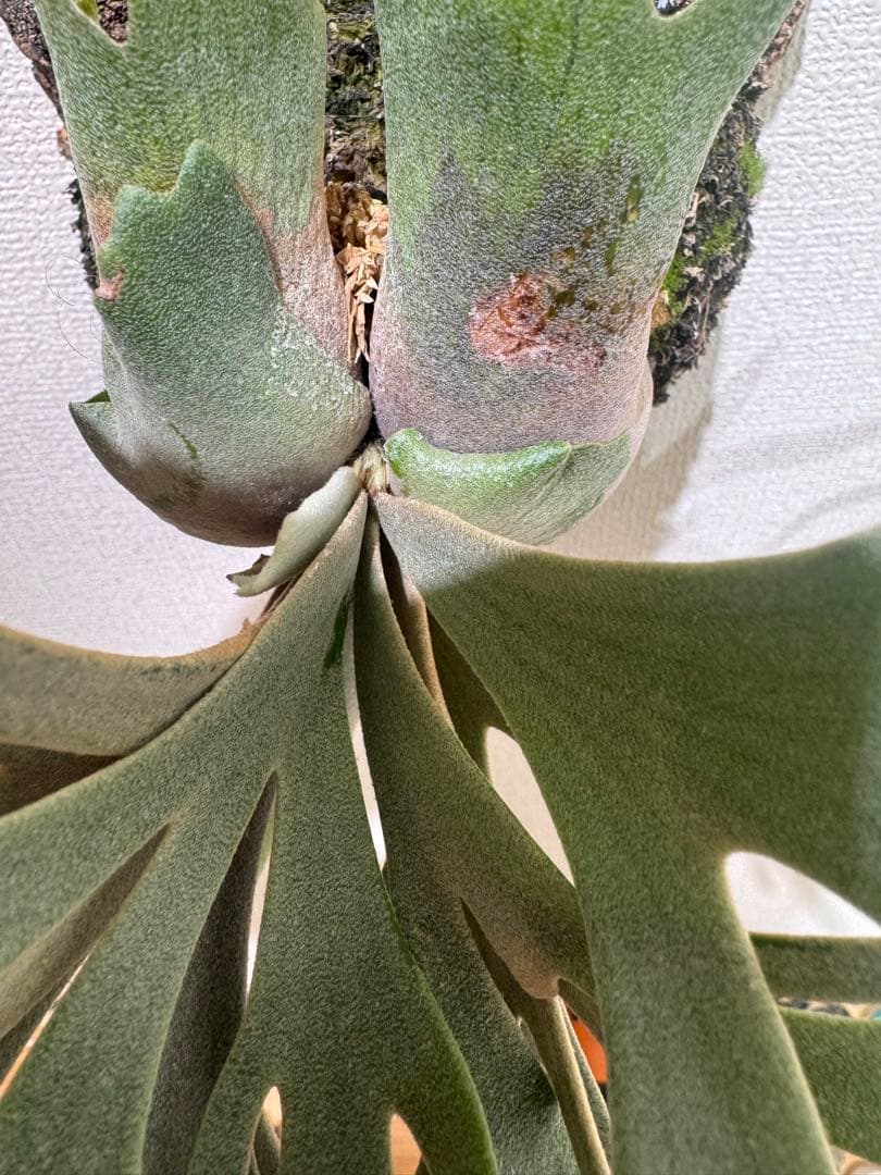 willinckii yellowmoondwarfspore ポスター付き