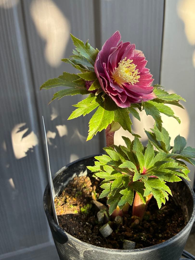 ♡広瀬園芸♡ レッドピンク　白抜け　ソレイユ系