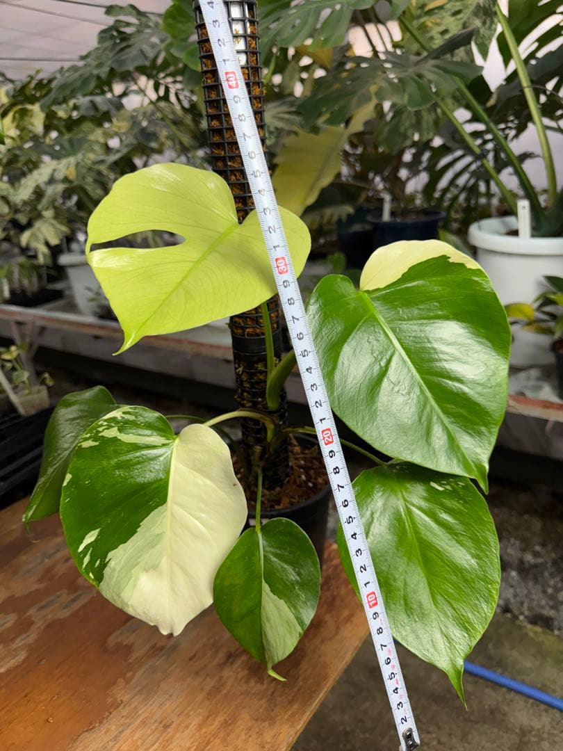 8モンステラ　セブブルー　ミント　鉢モスポール付き