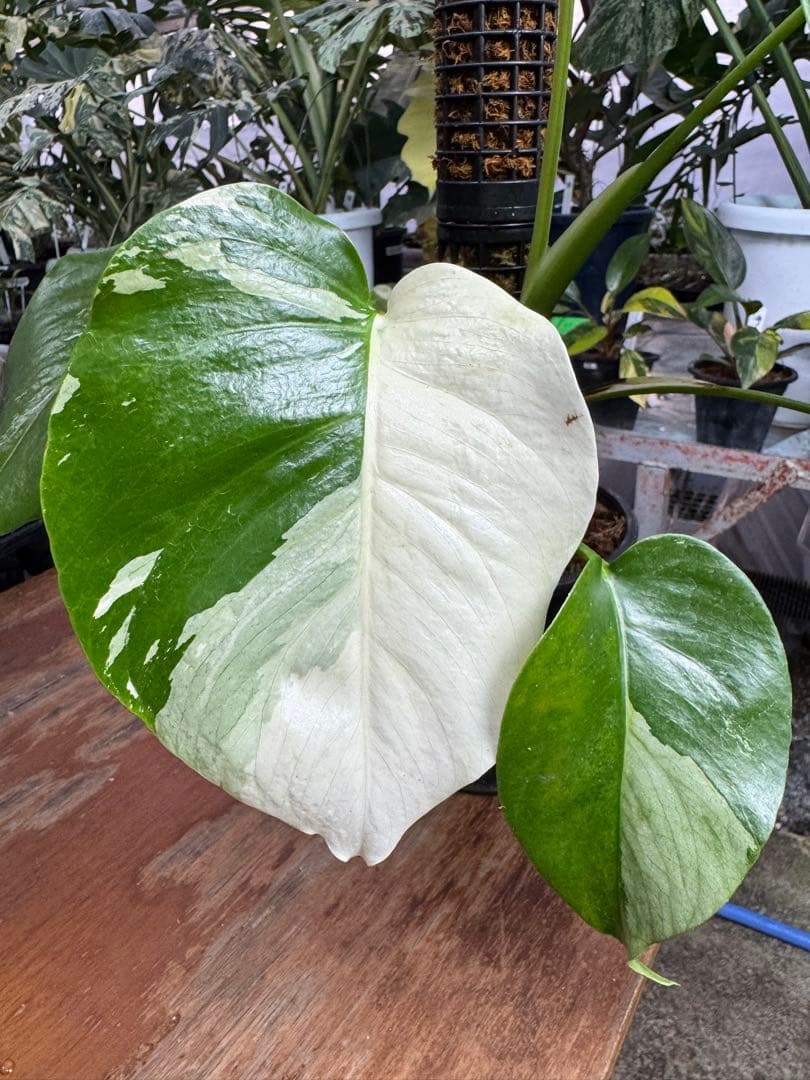 8モンステラ　セブブルー　ミント　鉢モスポール付き