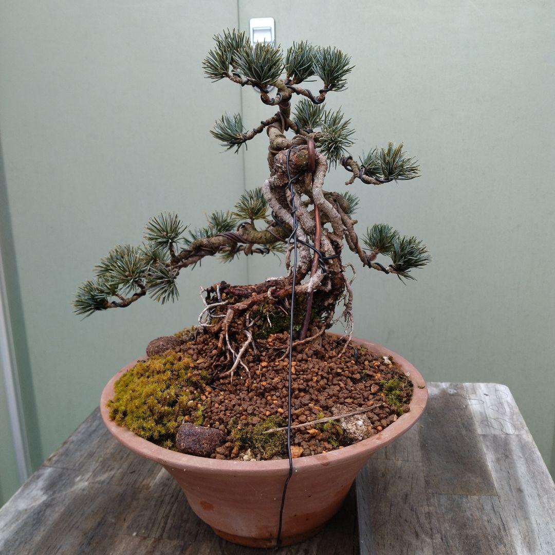 五葉松、宝来（ホウライ）