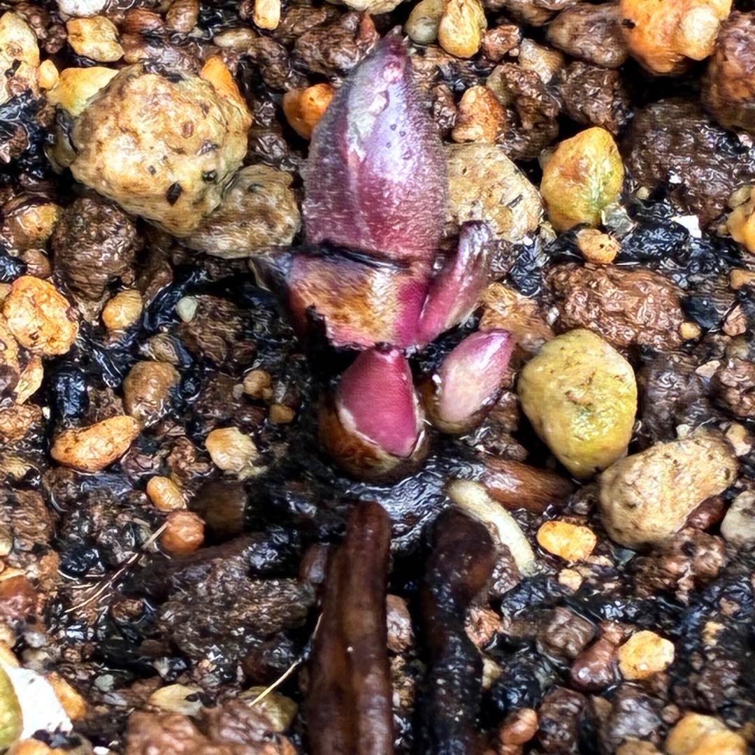 N*e様 ☘️入手困難☘️長期保有株☘️❤️しっかりプックリ新芽❤️634⭐️超