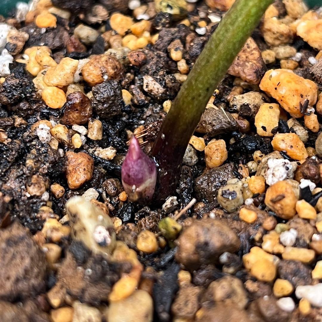 N*e様 ☘️入手困難☘️長期保有株☘️❤️しっかりプックリ新芽❤️634⭐️超