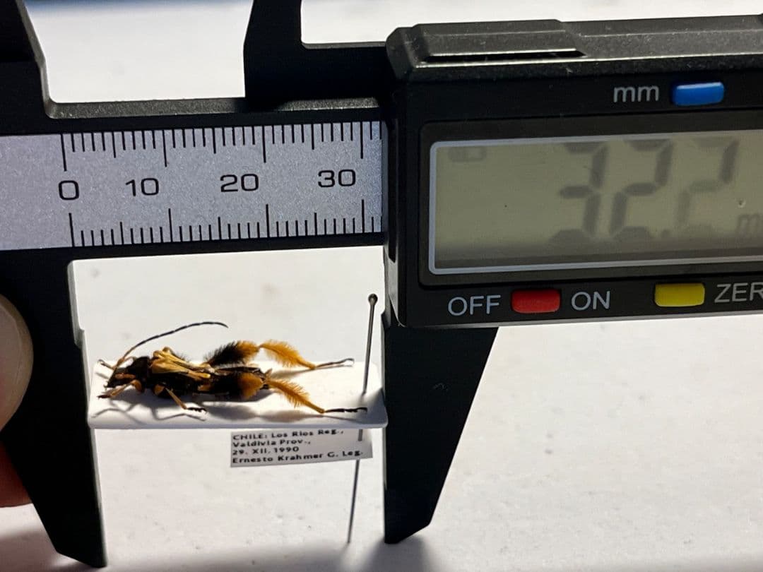 【天牛最美麗種】チリケブカホソコバネカミキリ 標本 とんでもない甲虫