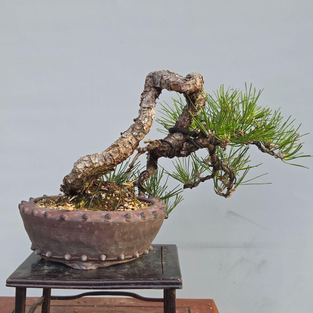 黒松　[半懸崖]　中品盆栽