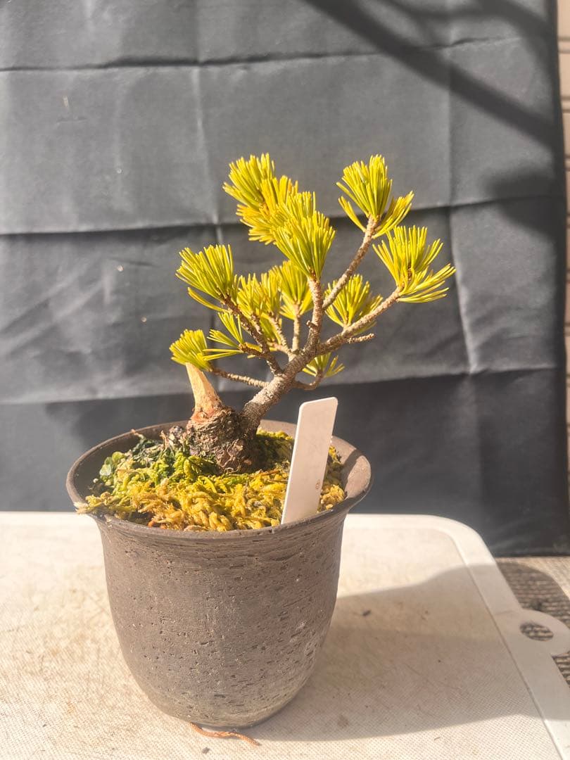 五葉松盆栽（那須娘）