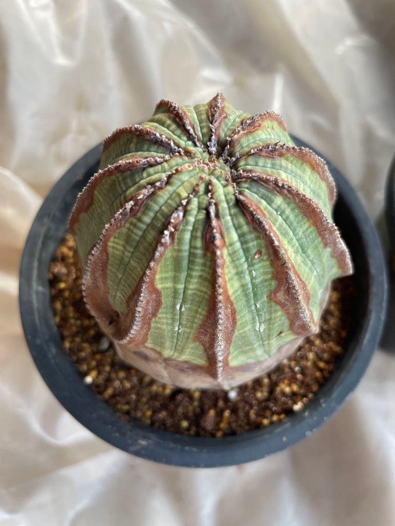 め*る様 オベサ 4号サイズ 木質化 二つセット